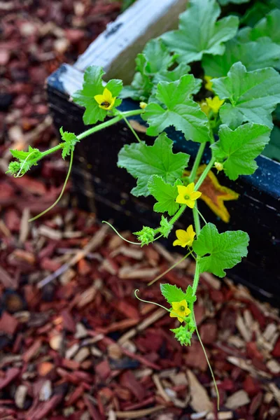 Squash plant vine with yellow blossoms reaching out across garden path