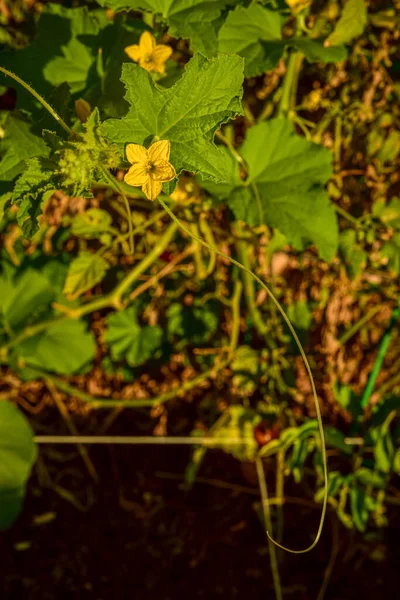 Squash plant vine with yellow blossoms reaching out across garden path