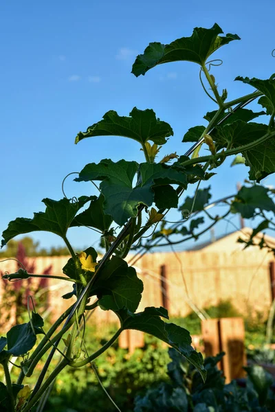 Kürbispflanze Weinblätter Gewölbtem Spalier Silhouette Gegen Blauen Himmel Gartenzaun — Stockfoto