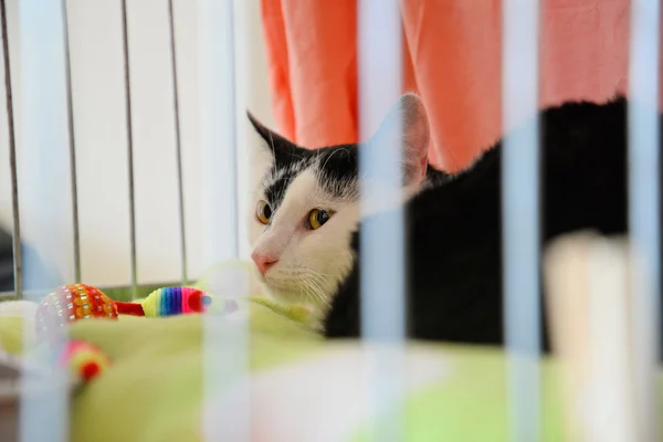 Kafesin çubuklarının arkasındaki kedi. — Stok fotoğraf