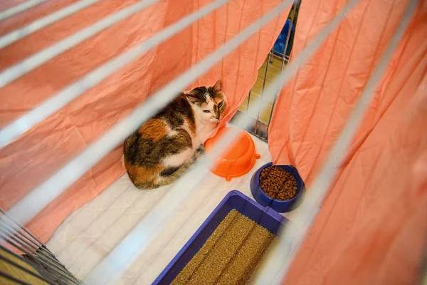 Chat dans la cage. Abri pour chats . — Photo