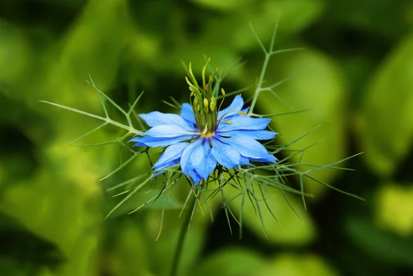 Blå blomma. Närbild på blommande blomma i naturen — Stockfoto
