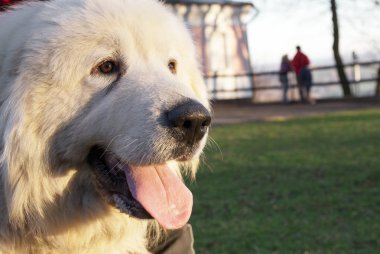 Great Pyrenees Dog. Great Pyrenean Mountain Dog. clipart