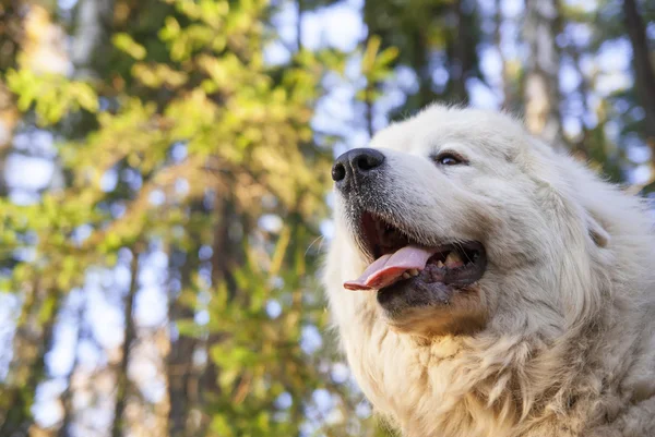Büyük Pyrenees köpek. Büyük Pyrenean dağ köpek.