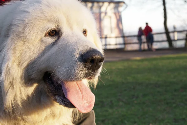 Büyük Pyrenees köpek. Büyük Pyrenean dağ köpek.