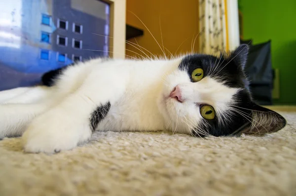 Gato deitado no chão — Fotografia de Stock