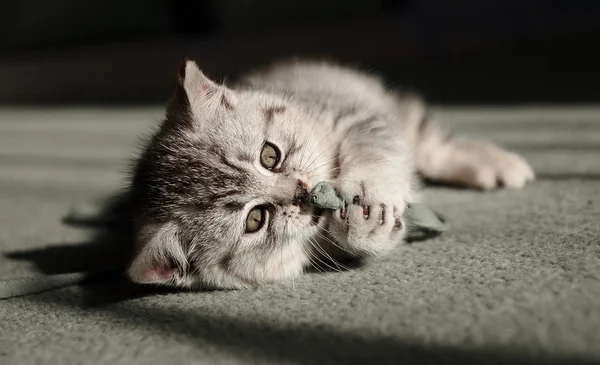 Küçük yavru kedi portre çizgili