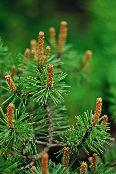 Pine tree close up — Stock Photo, Image