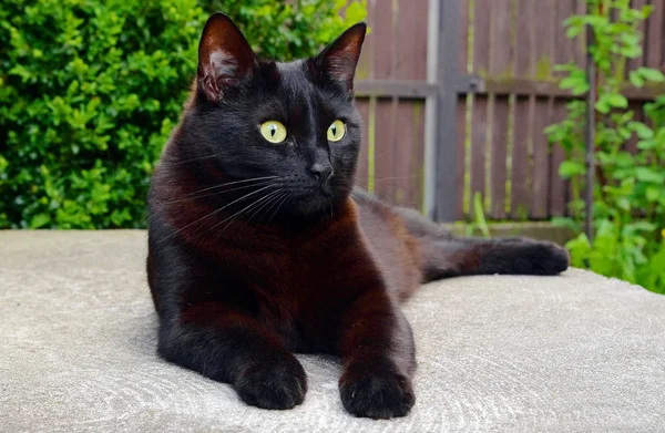 Gato preto deitado no chão — Fotografia de Stock