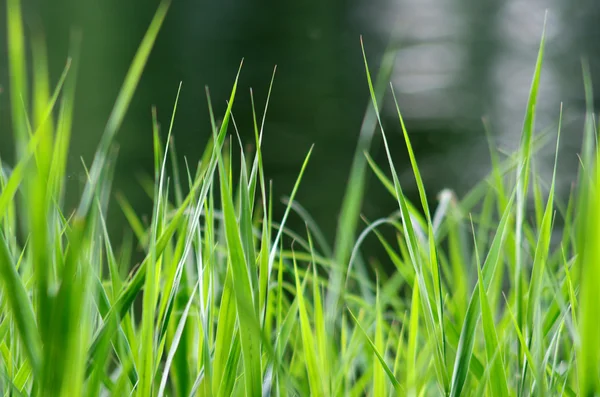 I gräset — Stockfoto