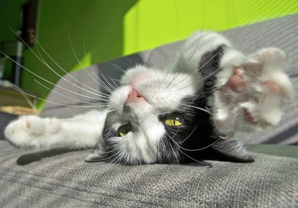 Sırtında yatarken kedi