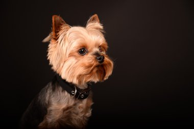  Yorkshire terrier portre