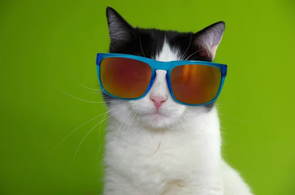 Komik kedi portre. Kedi güneş gözlüğü. Kedi güneş gözlüğü takıyor. Kedi portre. Güzel kedi. 