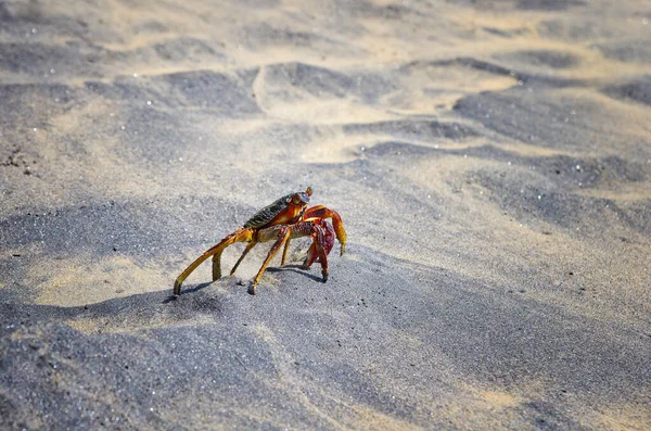 Krab Zamyka Potrait Krab Piaszczystej Plaży Słoneczny Dzień — Zdjęcie stockowe