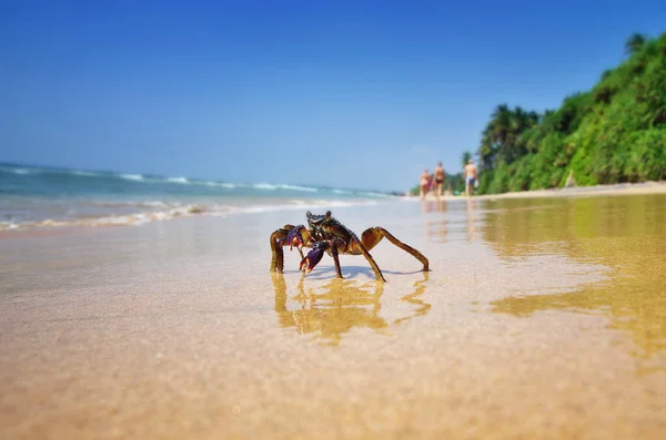 Gros Plan Crabe Dans Sable Vie Plage Animal Marin Journée Photos De Stock Libres De Droits