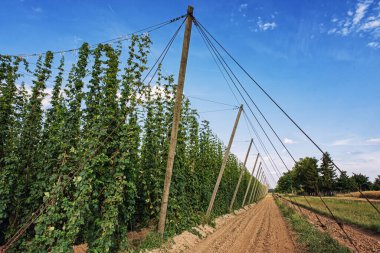 Arka planda zıplama bahçesi ve mavi gökyüzü manzarası. Çek Cumhuriyeti 'nde bira üretimi. Hops büyüyor. Bira üretimi. Zıpla bahçe.