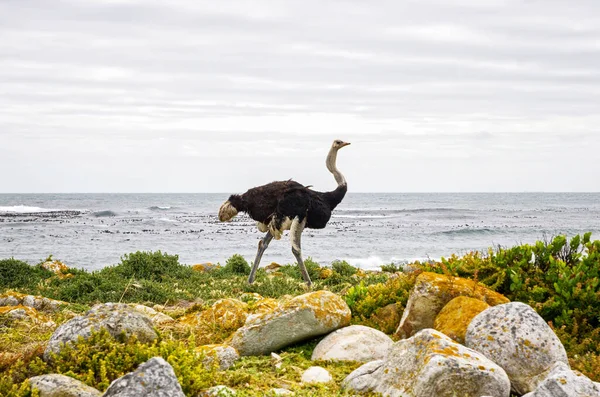 Struisvogel Wilde Natuur Van Zuid Afrika Dieren Het Wild — Stockfoto