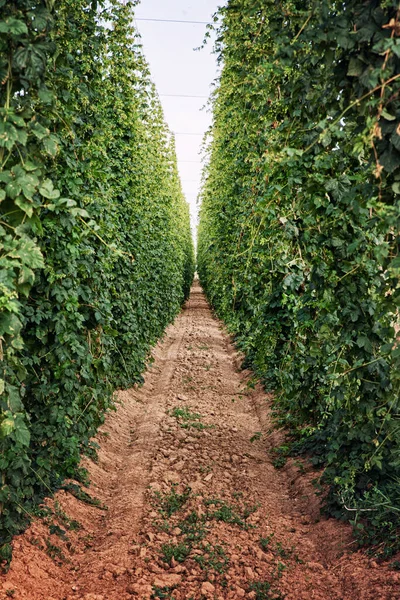 Vue Ruelle Dans Champ Houblon Production Bière Jardin Houblon République Images De Stock Libres De Droits