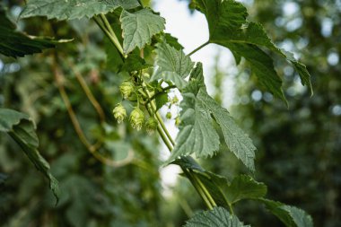 Çiftlikte olgun zıplayıcılarla dolu bir dal. Zıplama çiftliği. Humulus Lupulus. Zıpla bahçe. Bira zıpzıp. 