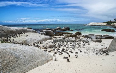 Boulders Penguen Kolonisi, Boulders Sahili, Cape Town, Güney Afrika. Kara ayaklı penguenler.