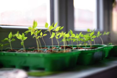 Evdeki küçük biber bitkilerini kapatın. Acı biber yetiştiriyorum. Acı biber.. 