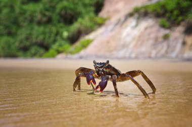 Kumdaki bir yengecin yakınına. Sahil hayatı. Deniz hayvanı. Kumsalda güneşli bir gün. 