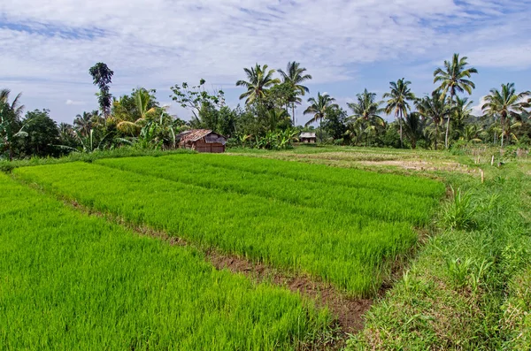 Pirinç tarlası manzarası. Toprakta yetişen pirinç bitkileri. Yeşil bitkiler. Endonezya 'da tarım.