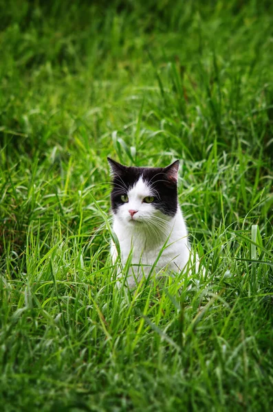 在绿草中的猫的画像 黑白相间的猫像外面花园里的猫 — 图库照片