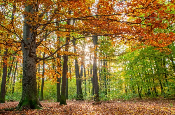 Zbliżenie Kolorowe Drzewo Jesienią Majestatyczne Drzewo Kolorowymi Liśćmi Sezon Jesienny — Zdjęcie stockowe