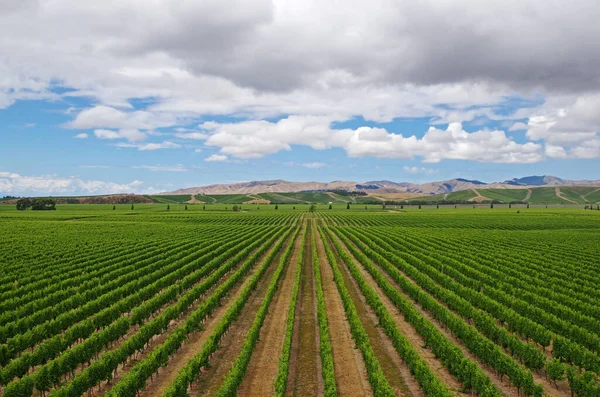 Wine Production Growing Grapevine Beautiful Vineyard Summer Stock Image