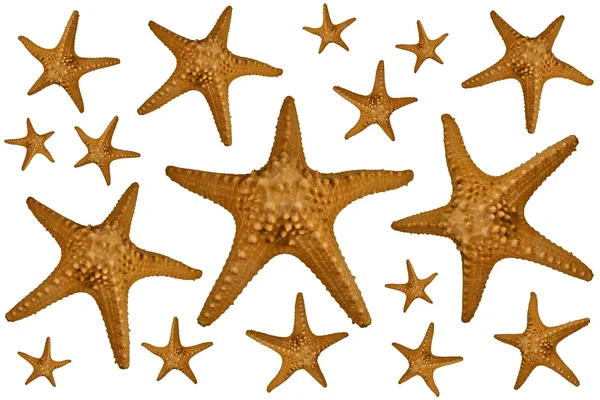 Fondo de estrellas de mar — Foto de Stock