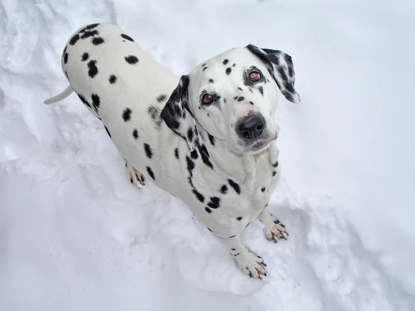 Dalmaçya köpeği