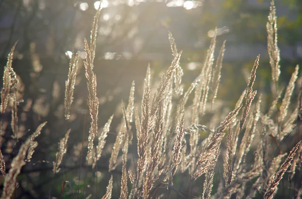 Feather grasses in backlight — Stock Photo, Image