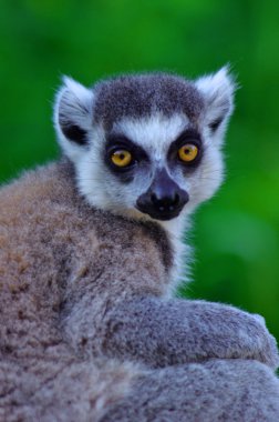 Lemur catta