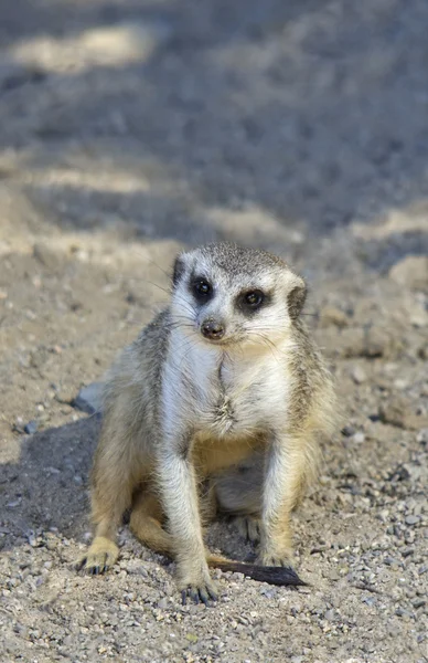 Meerkat — Stok Foto