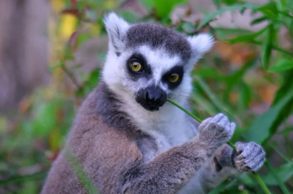 Lemur kata — Zdjęcie stockowe