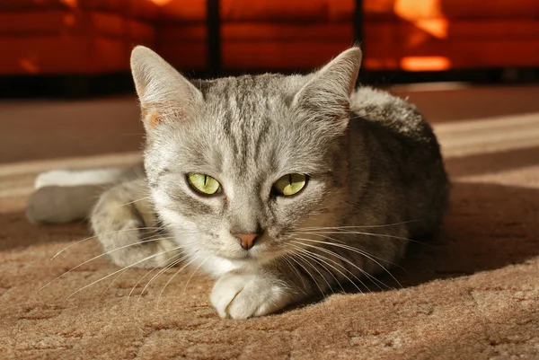 Gatto grigio sdraiato sul tappeto — Foto Stock