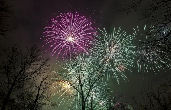 Fogos de artifício no céu por cima das árvores — Fotografia de Stock