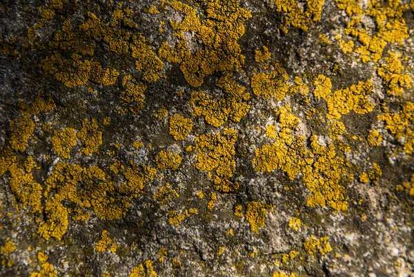 Lichens background — Stock Photo, Image