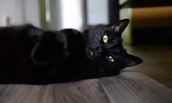 Söpö kissa kotona — kuvapankkivalokuva