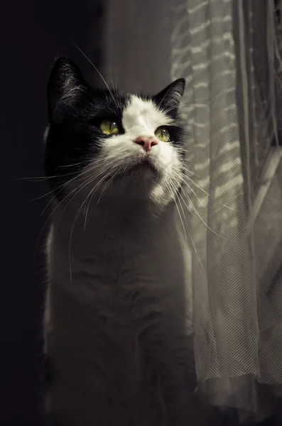 Dark cat portrait — Stock Photo, Image