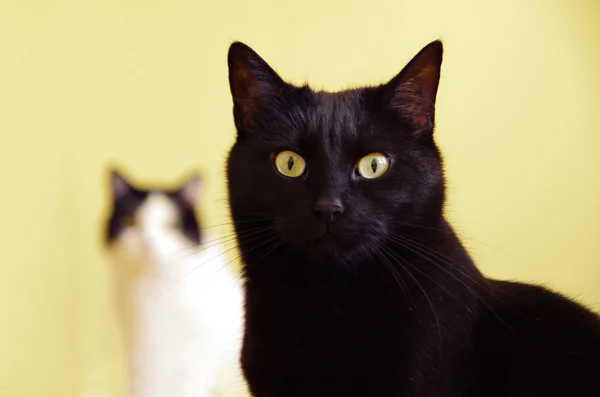 Zwei Katzen — Stockfoto