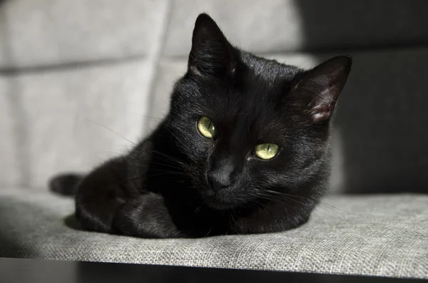 Kara kedi portre — Stok fotoğraf