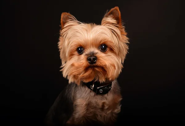 Yorkshire Terrier yakın çekim