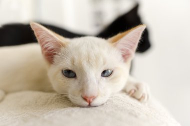 kedi gözleri arıyorsunuz