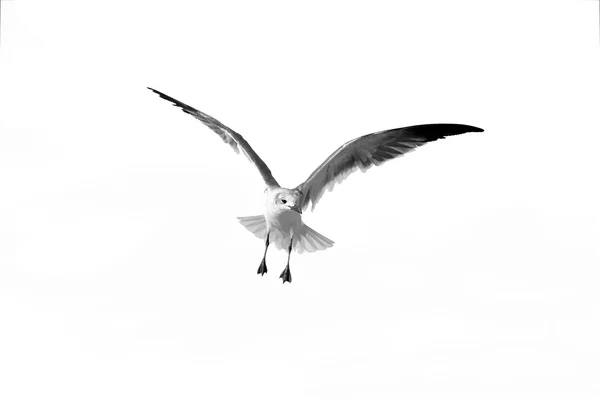 Bird Flying Isolated — Stock Photo, Image