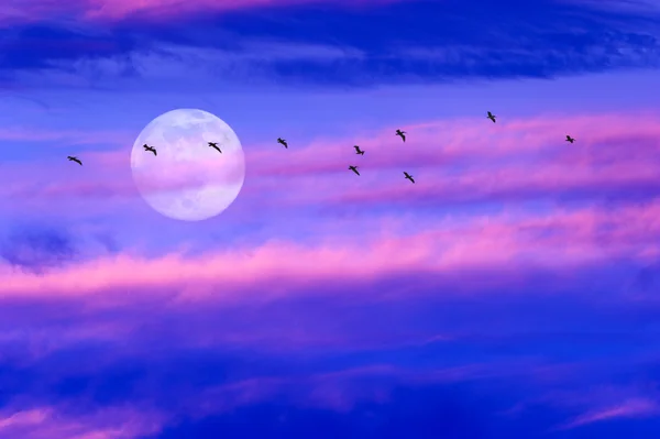 Nuvole lunari Uccelli — Foto Stock