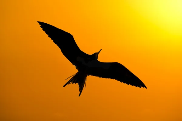 Fågel flyger Silhouette isolerade — Stockfoto