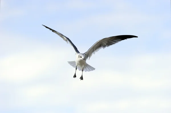 Fågel flygande vingar — Stockfoto