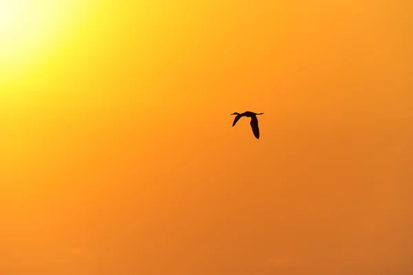 İzole siluet uçan kuş — Stok fotoğraf